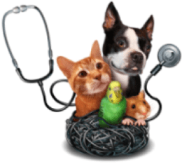 Pet Insurance